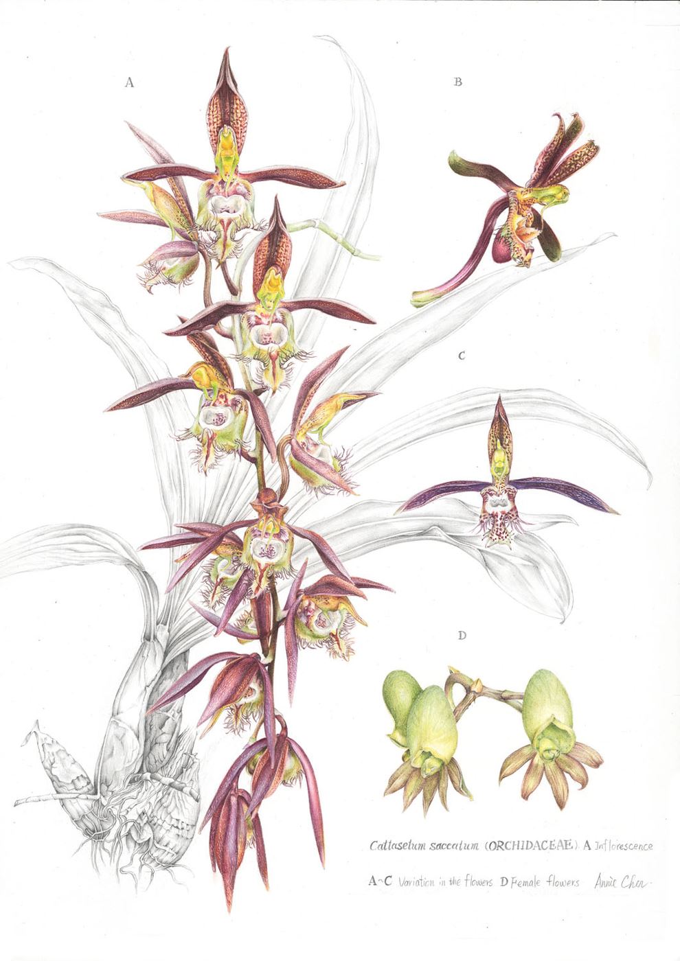 Trigger Orchid