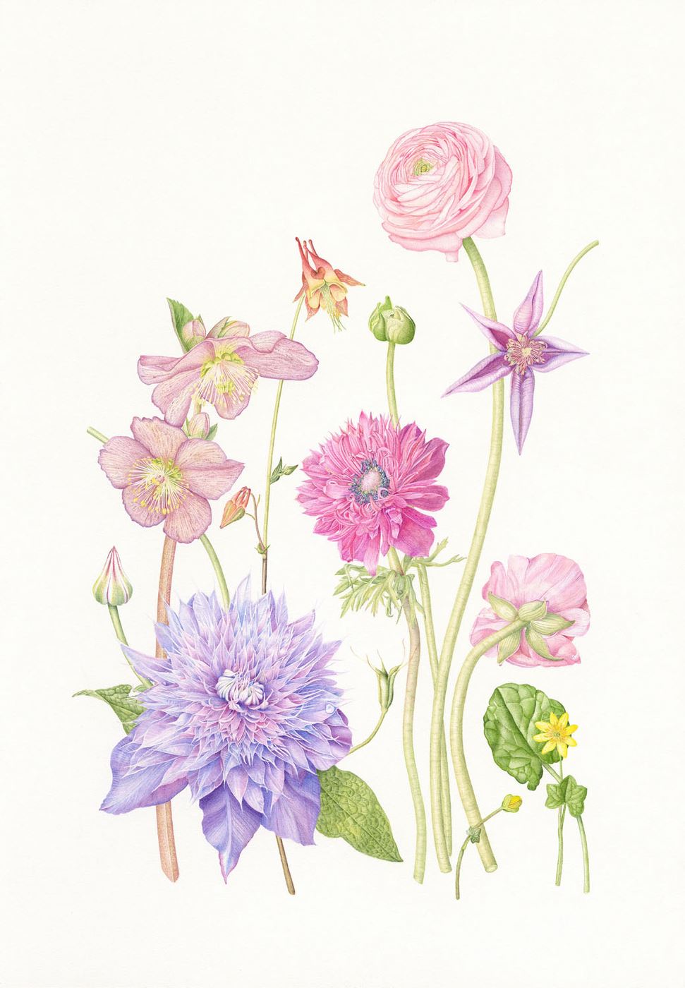 Ranunculaceae