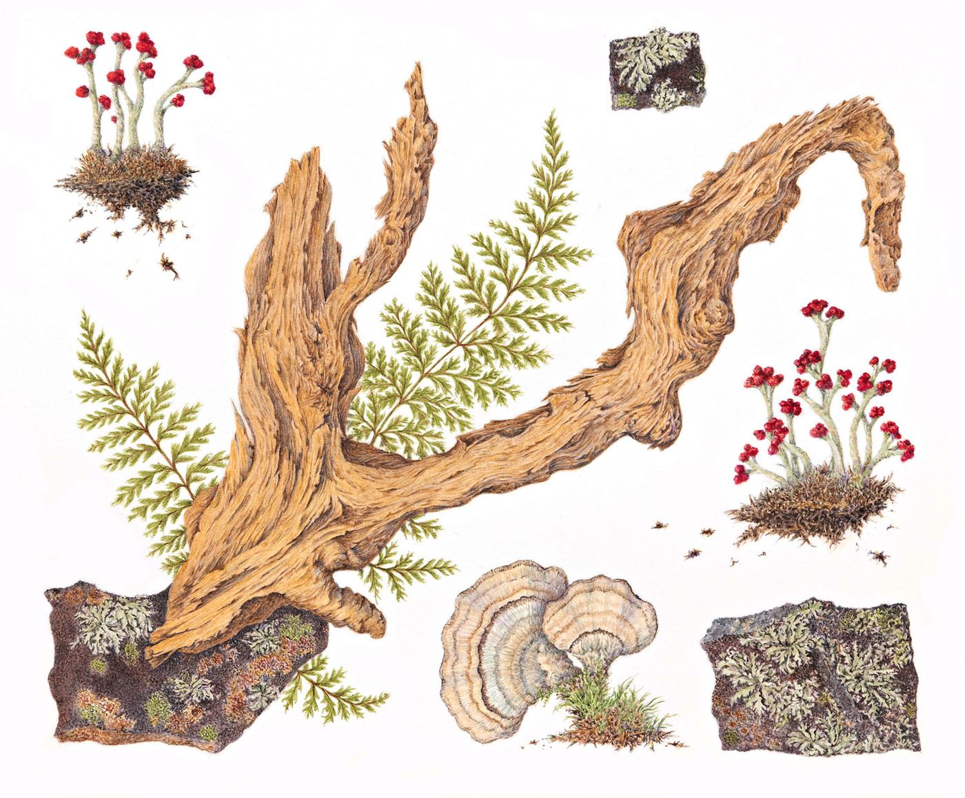 Footpath Finds