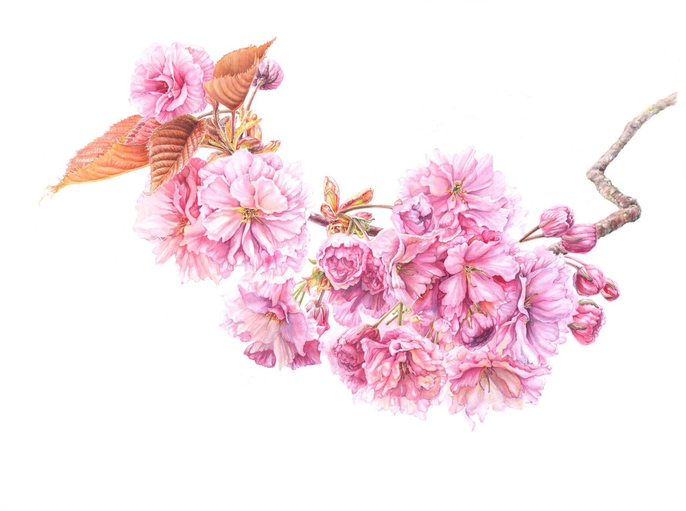 ‘In the Pink…’ Kanzan Cherry
