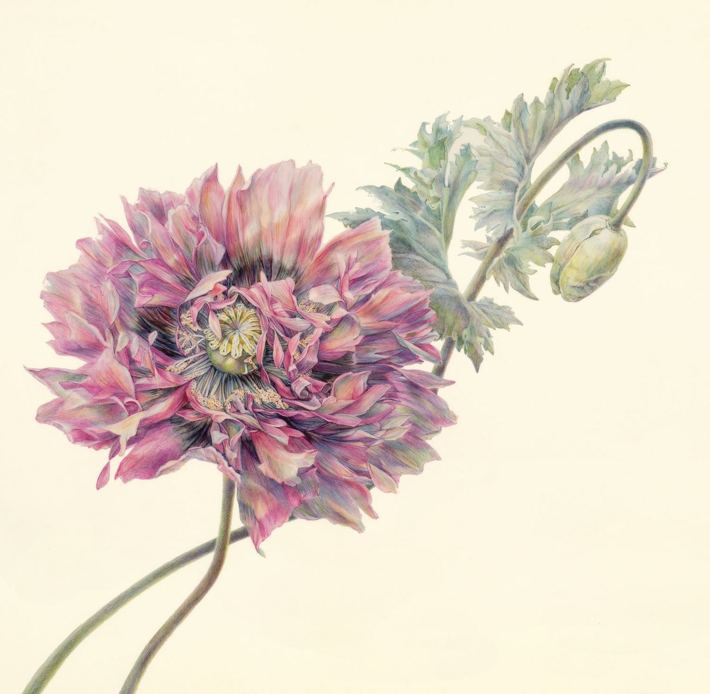 Double Pink Poppy