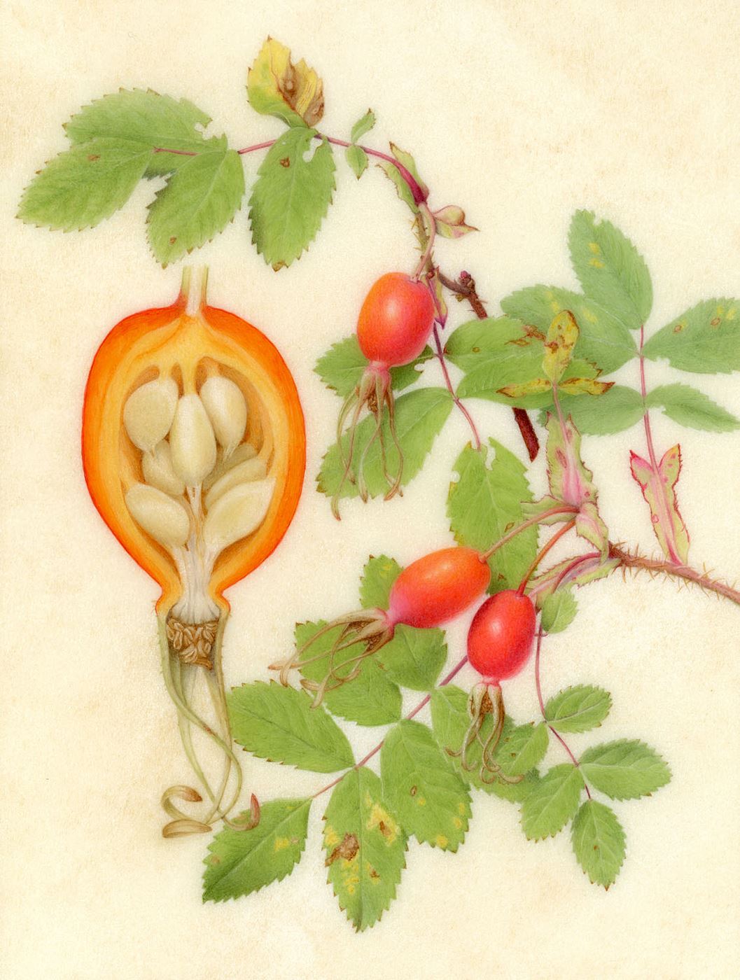 Prickly Rosehips