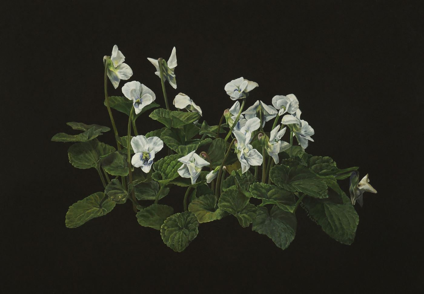 White Violets