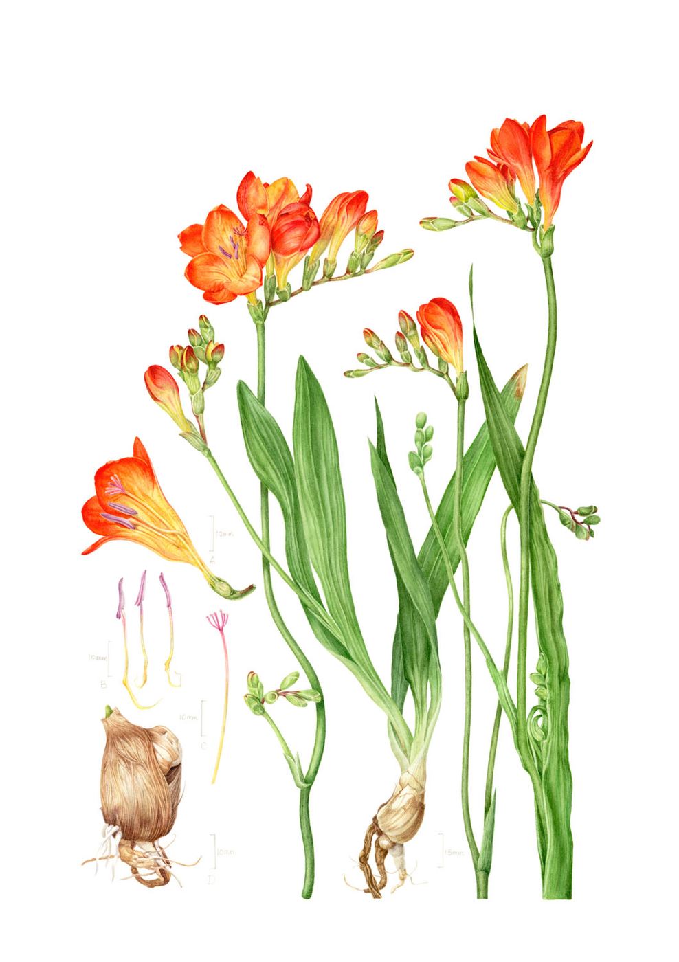 Orange Wonder Freesia