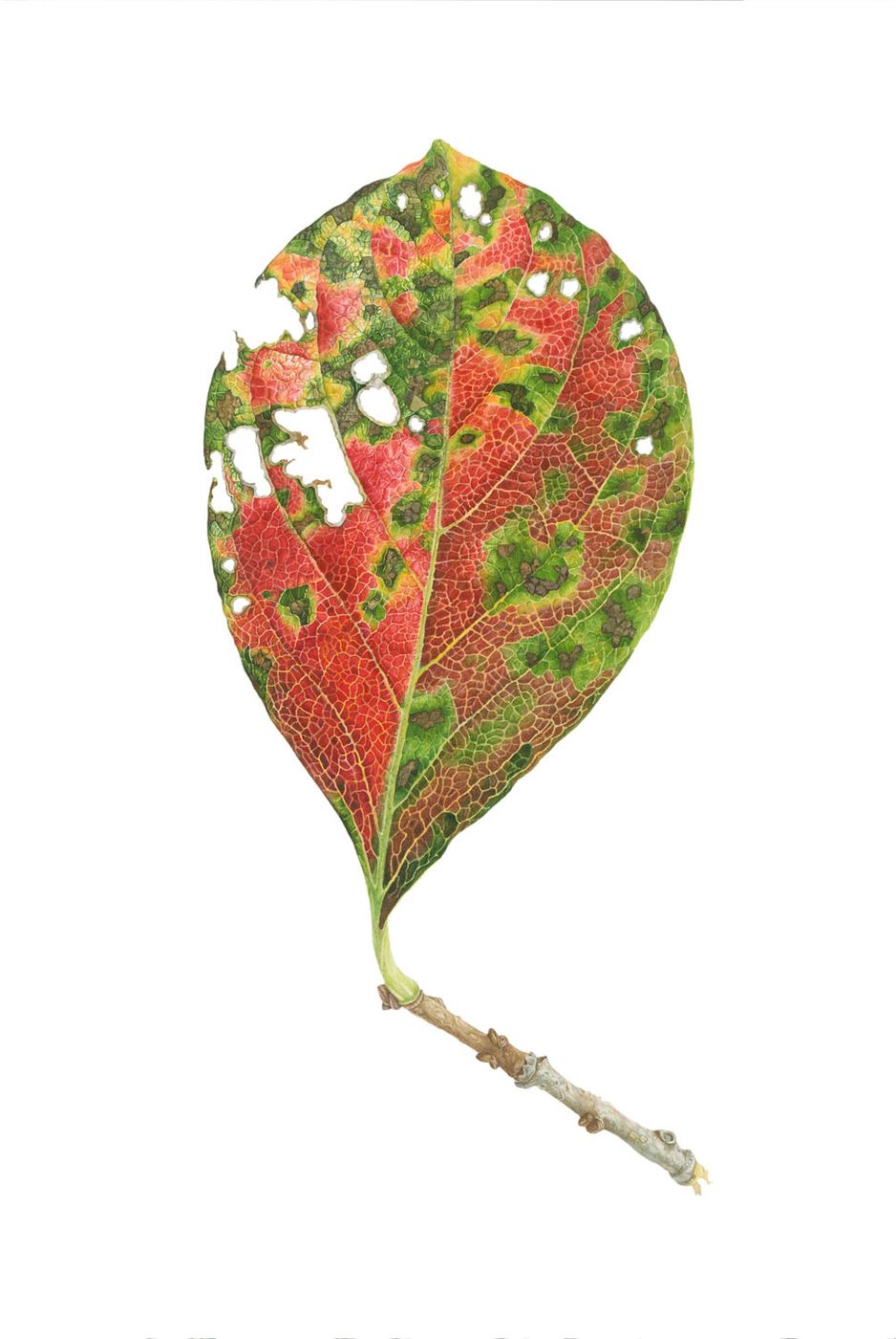 Persimmon Leaf