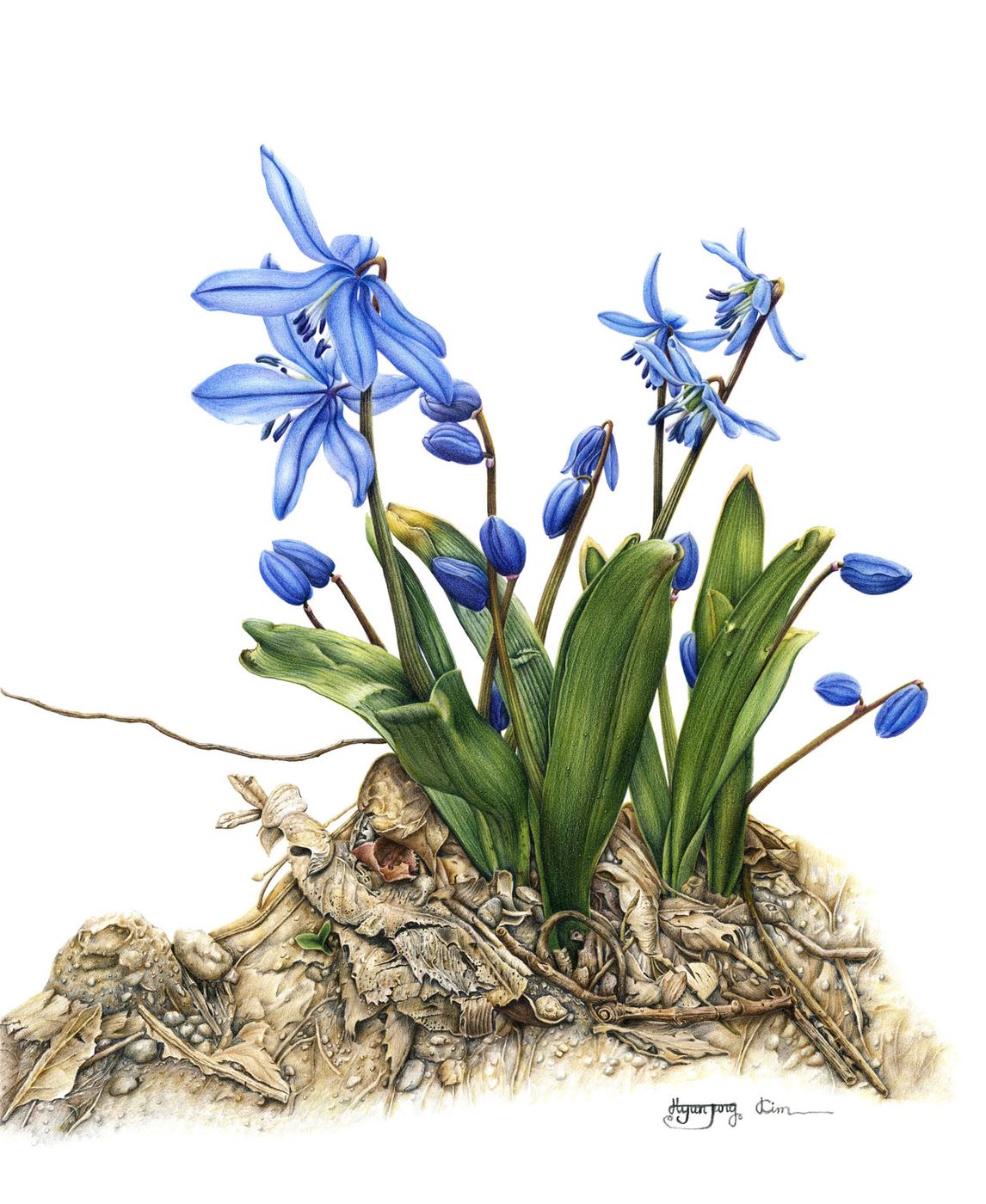 Scilla 