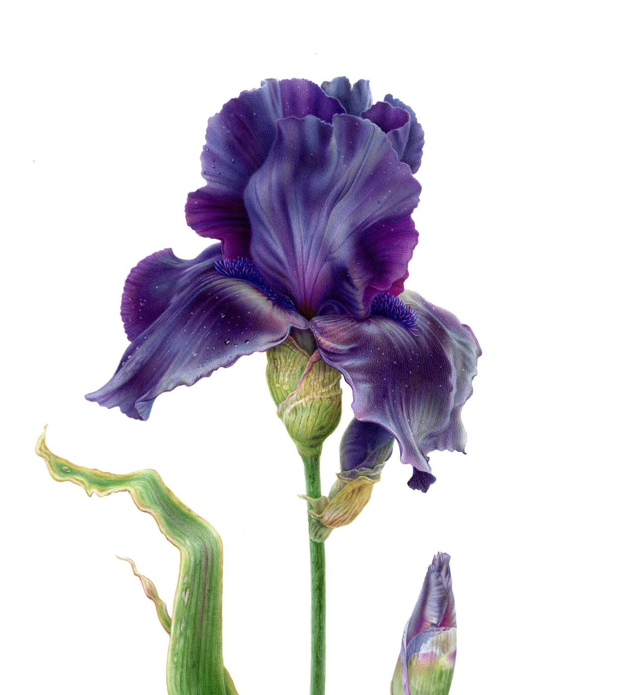 Deep Purple