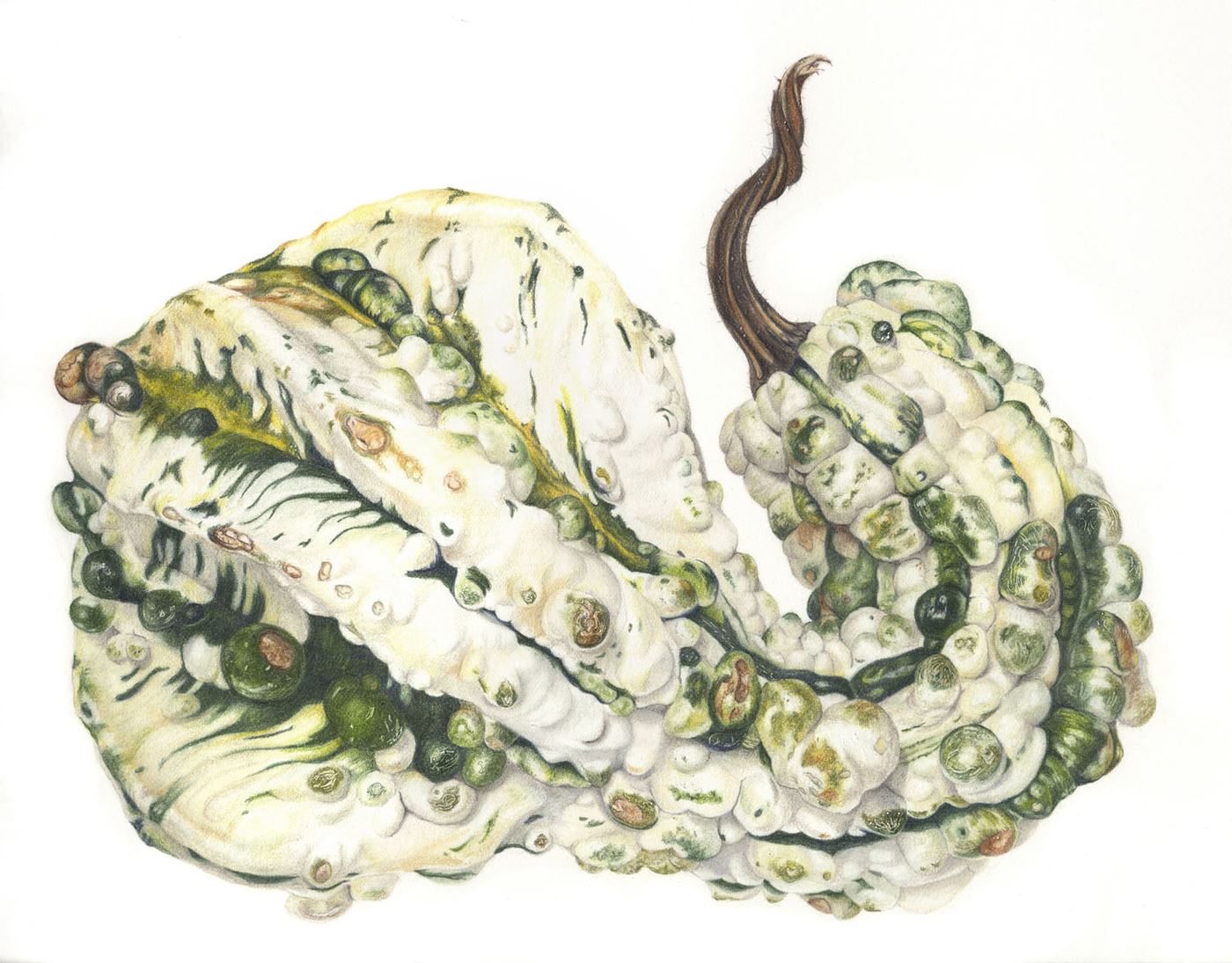 White Gourd