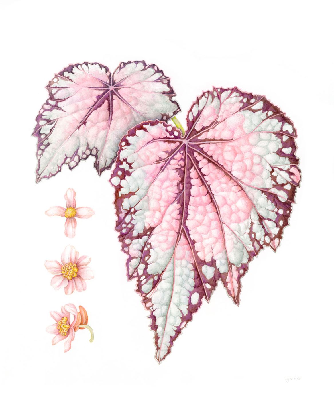 Rex Begonia x3
