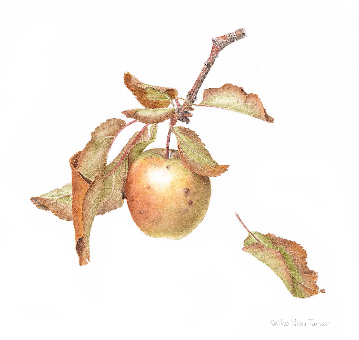 Mutsu Apple