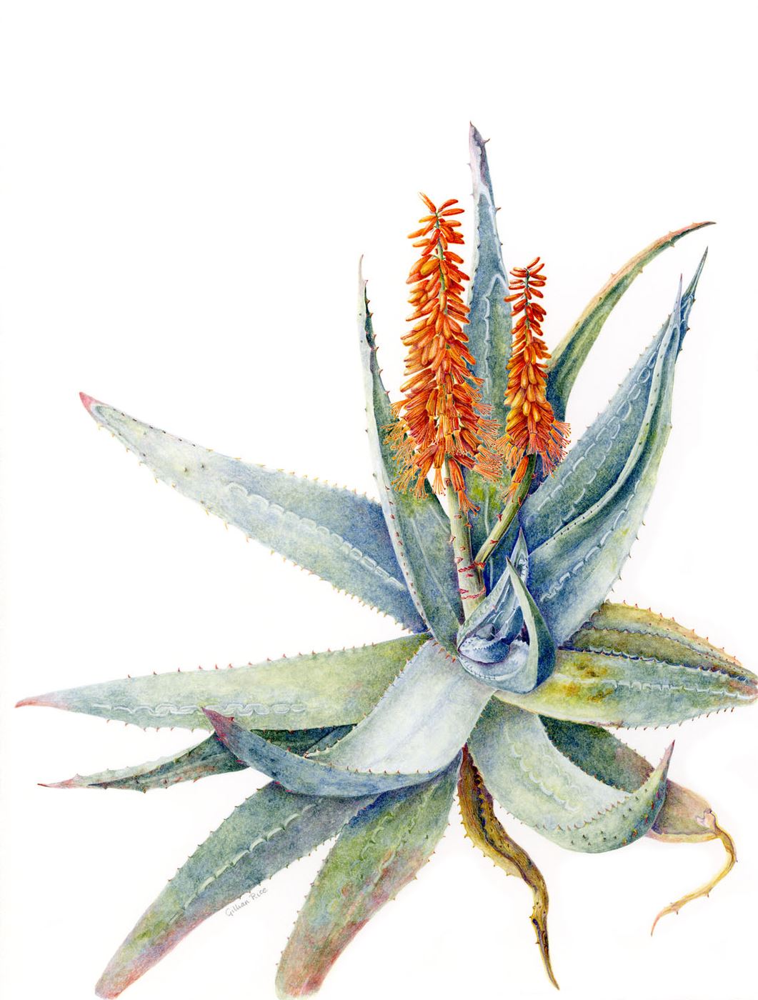 Bitter Aloe