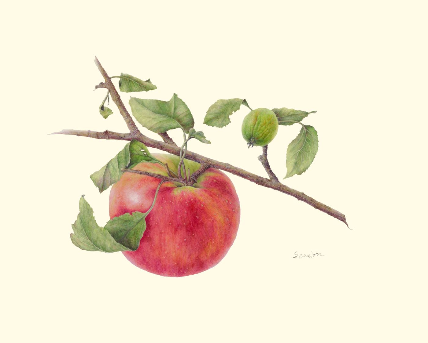 Apple Branch #1