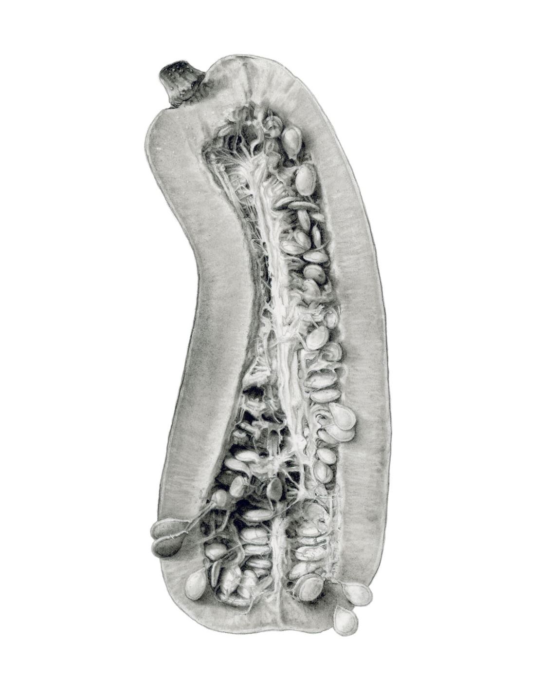 Inside the Delicata Squash