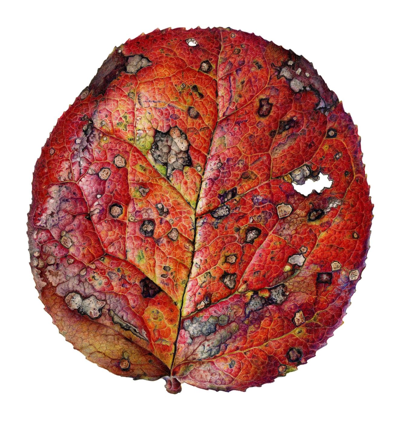 Autumn Leaf 