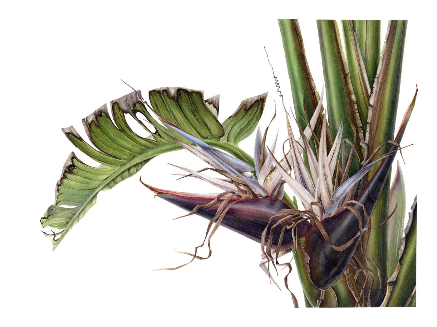 Bird of Paradise