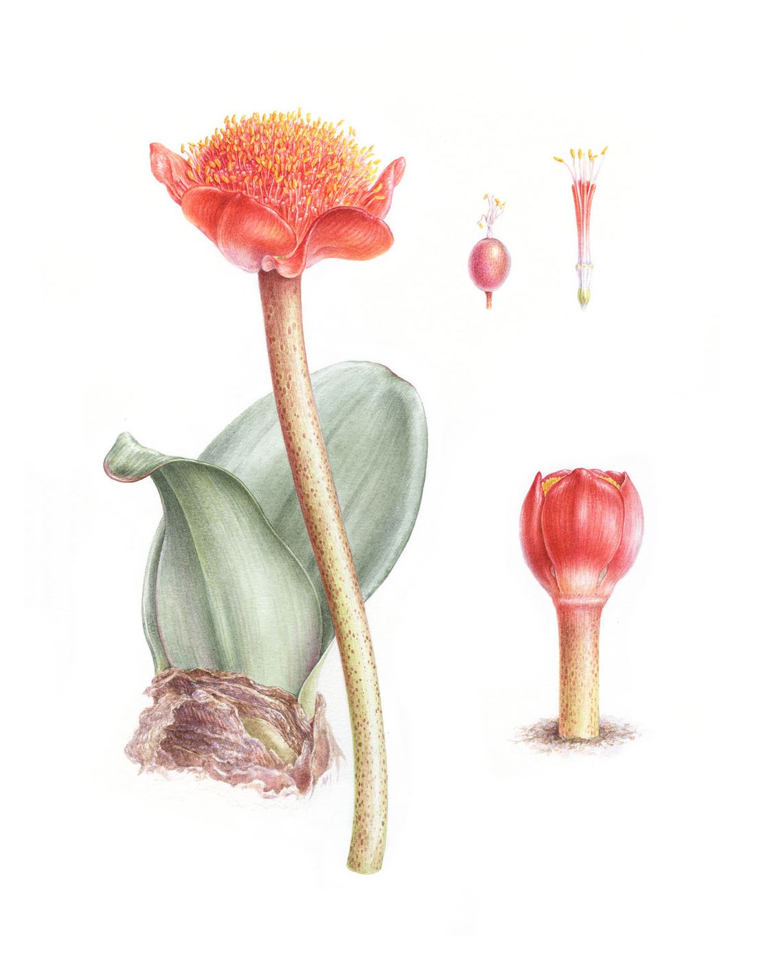Paintbrush Lily  
