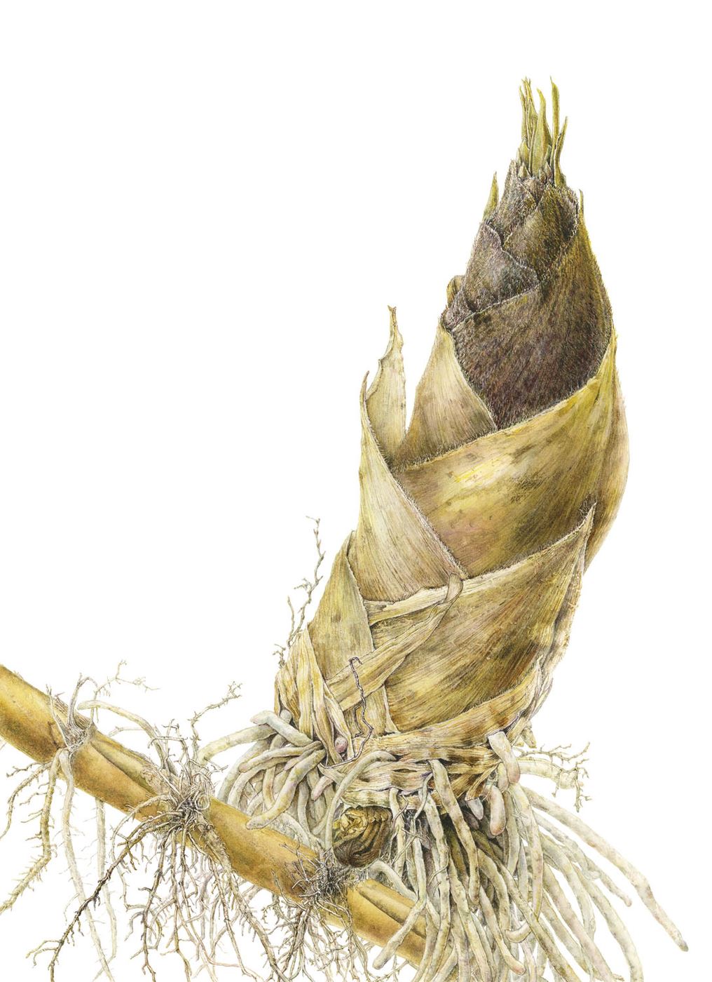 Bamboo Shoot in Osawa Village