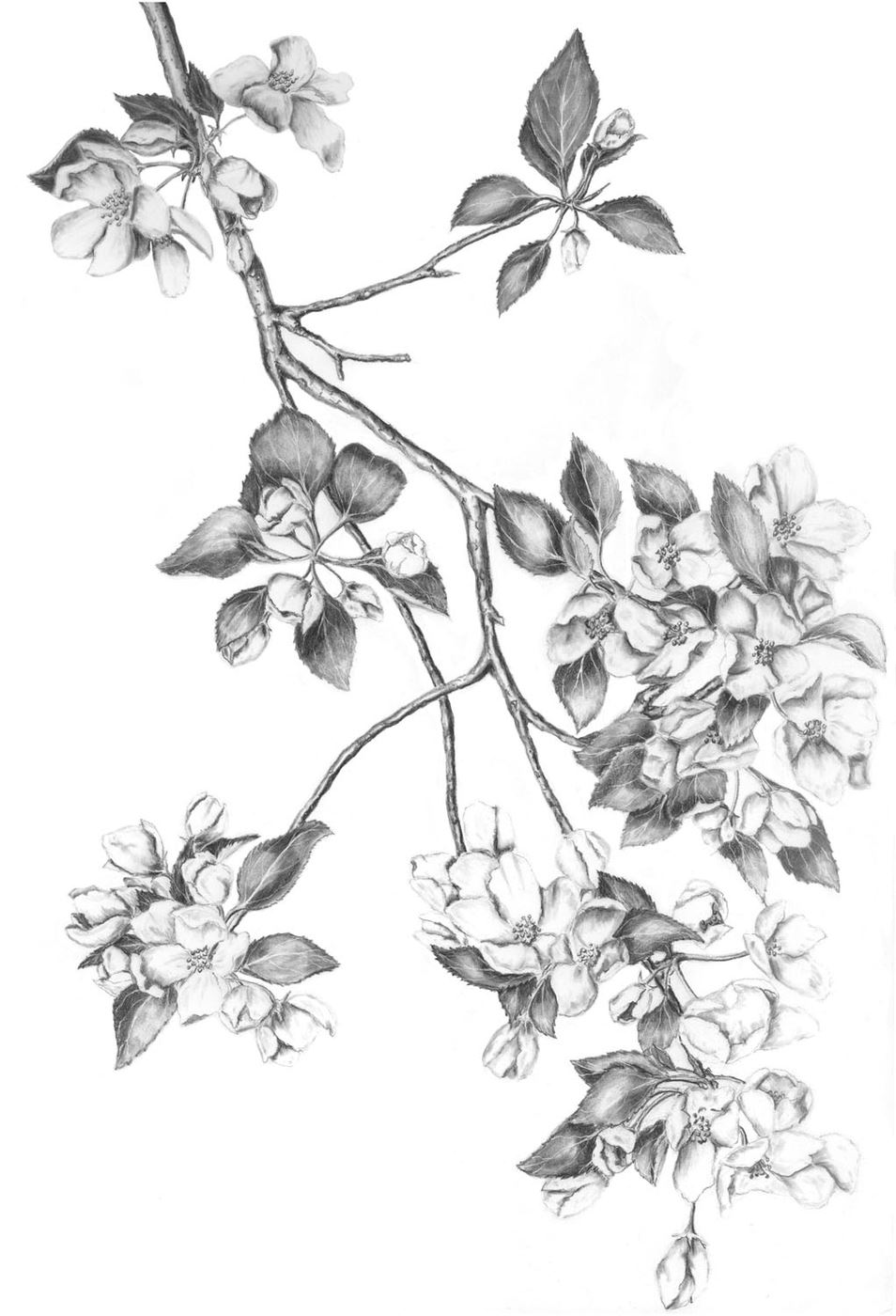 Back Yard Apple Blossom Branch
