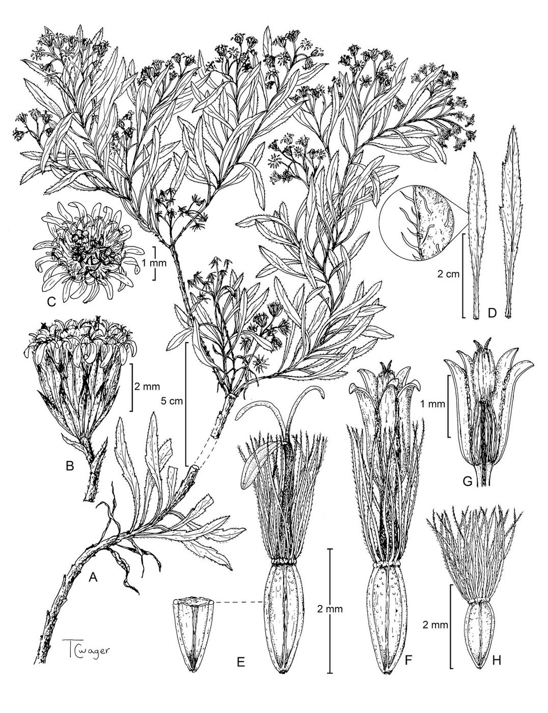 A new Tetramolopium species for Hawaii