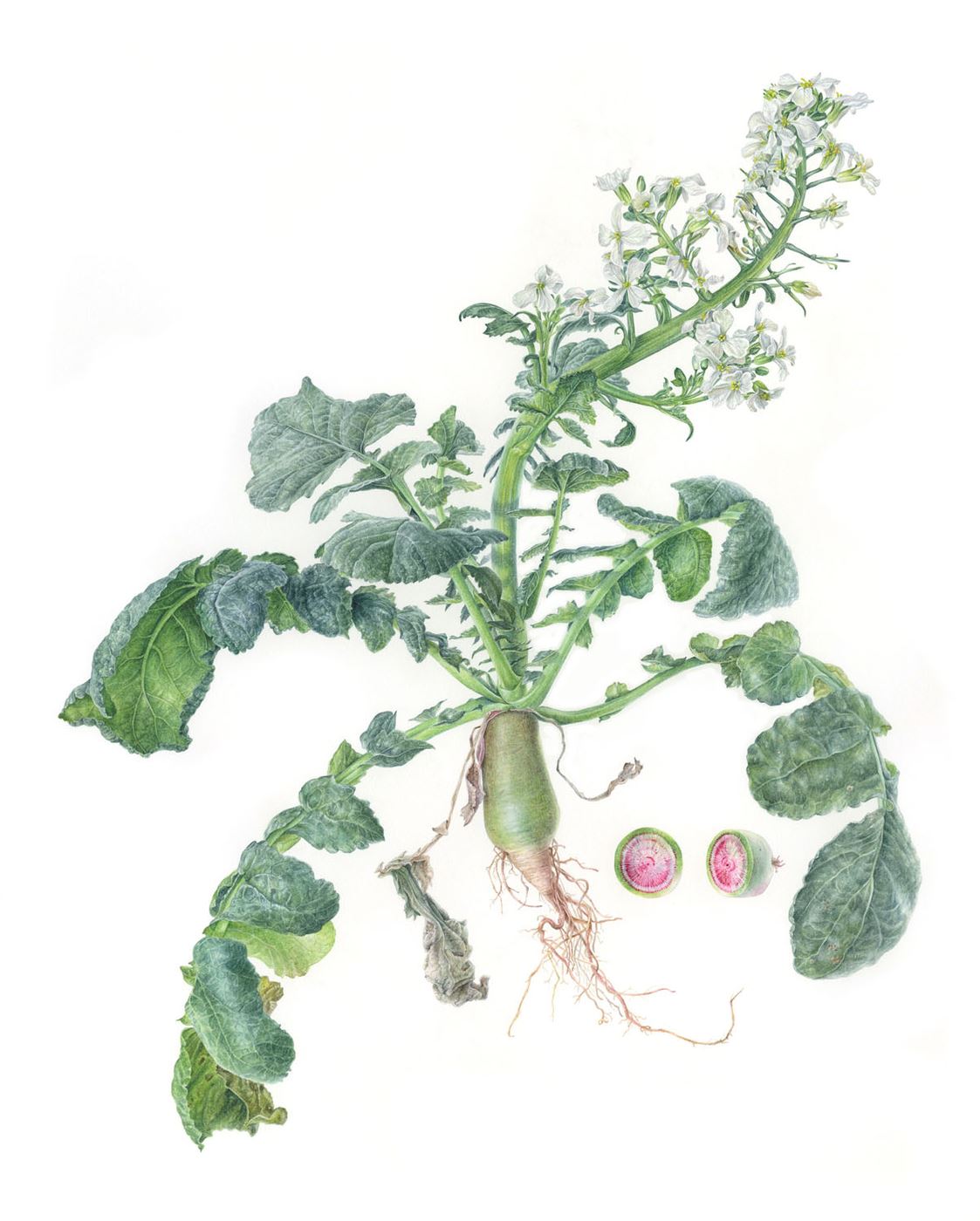 Bolting Upright, Watermelon Radish