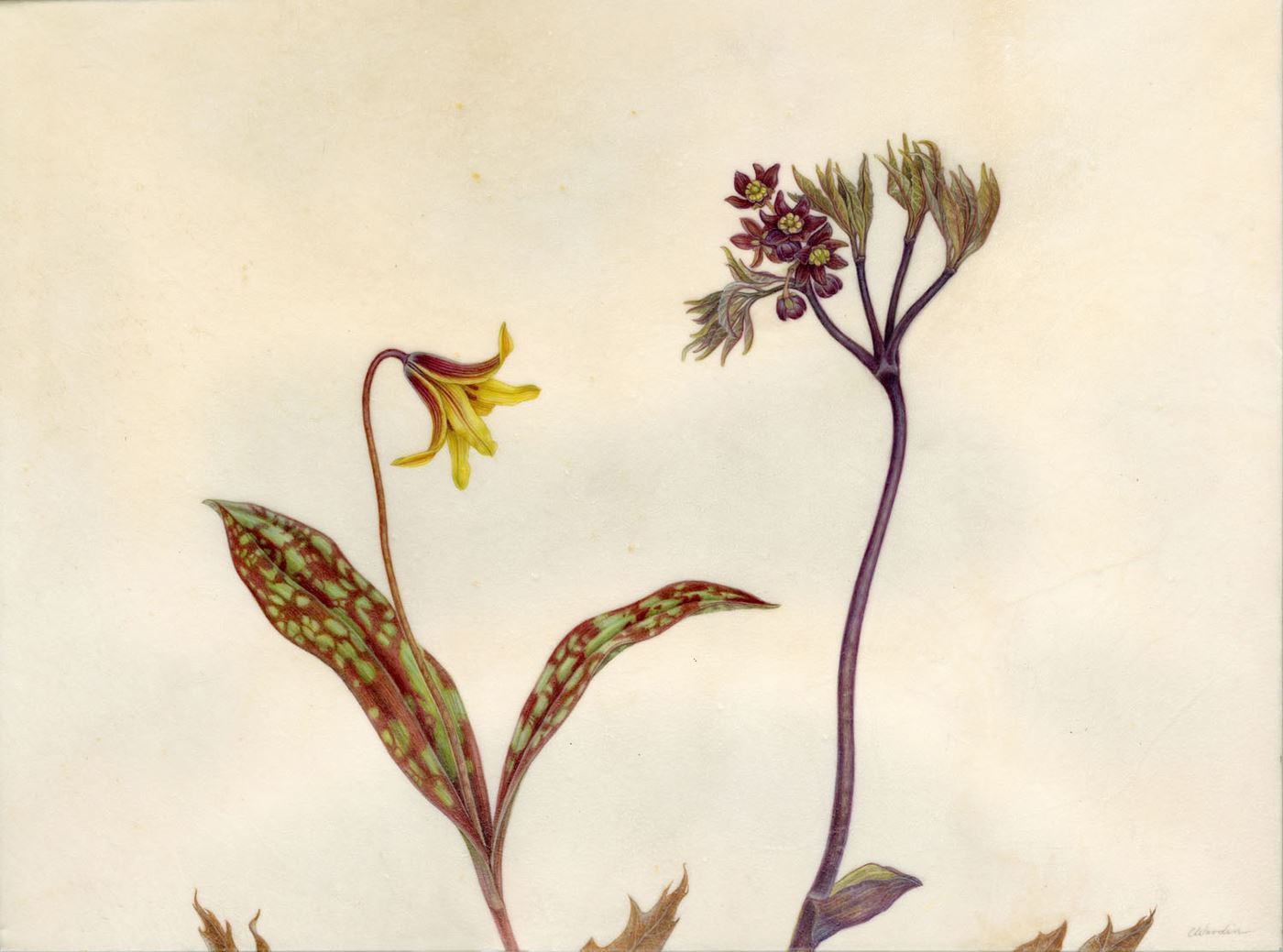 Pairs: Trout Lily and Blue Cohosh