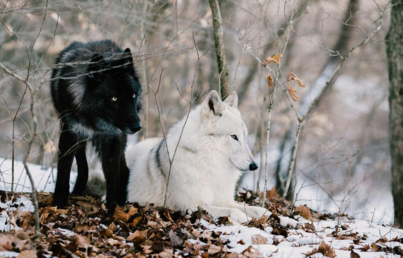 Black and White Wolves
