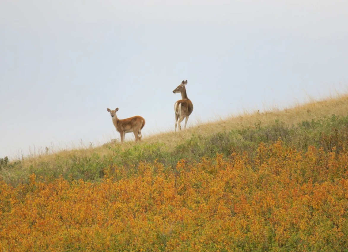 Nose Hill Park 3