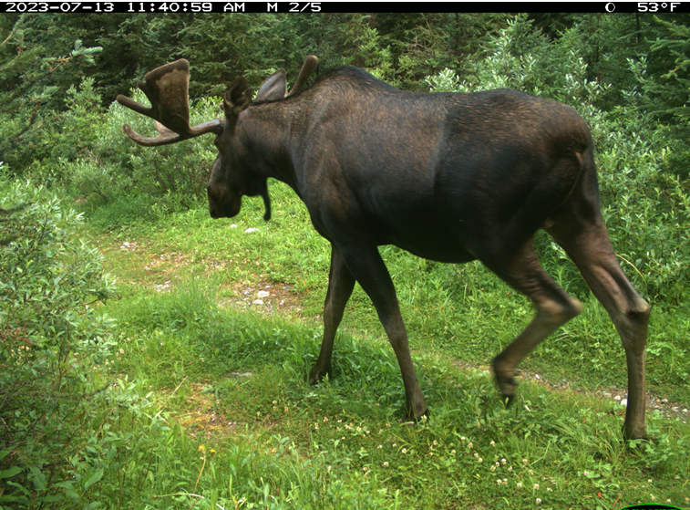 Moose in K Country