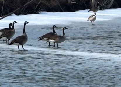 2026 Izaak Walton campfire and hike-1