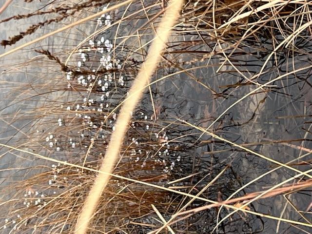 Ice flowers at Miller