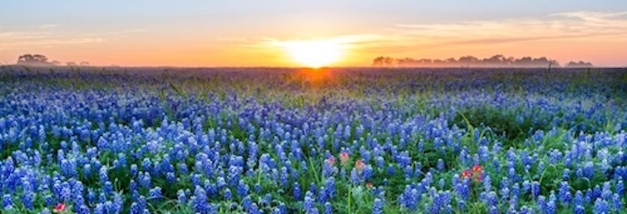 BlueBonnet