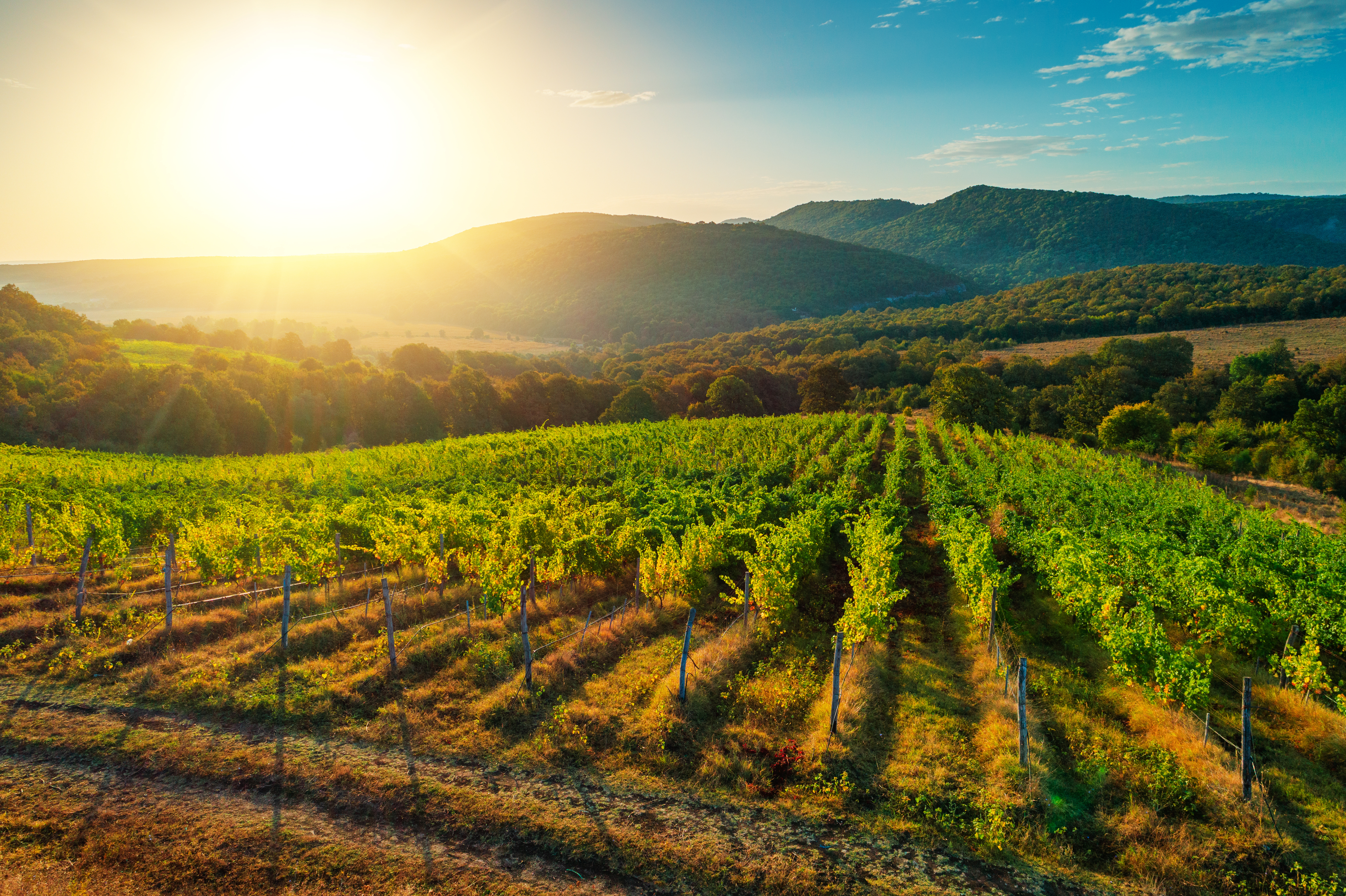 Napa_Valley_6.jpeg
