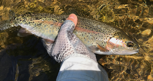 Upper Sac rainbow - Bill U