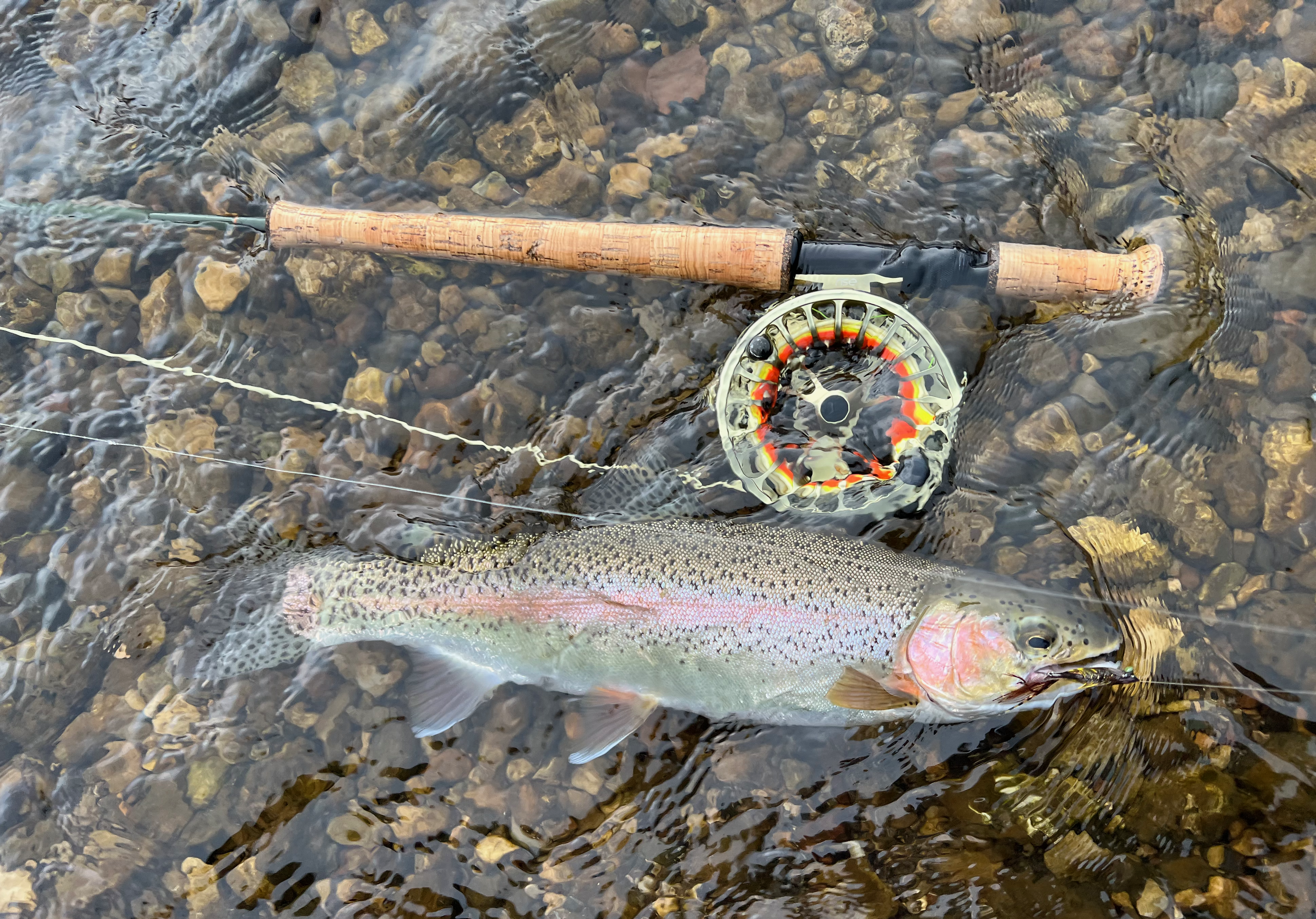 Madison_rainbow_trout_switch_rod.png