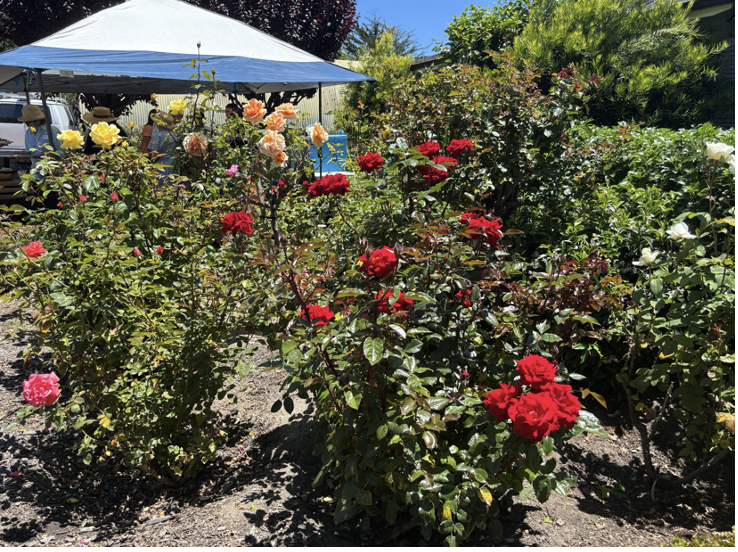 Steiny_garden_photo.png