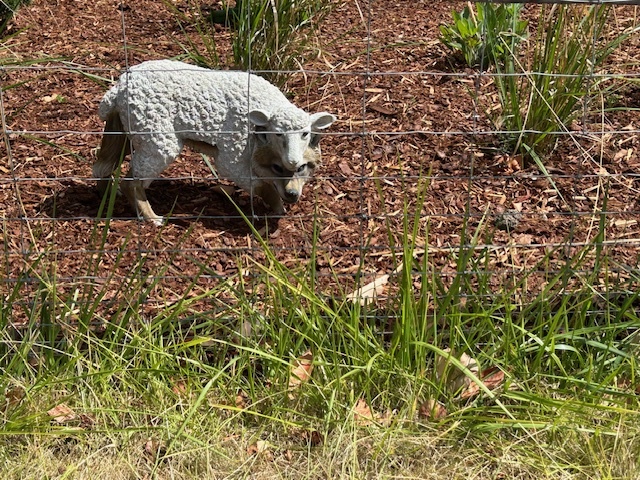 Wolf in Sheep