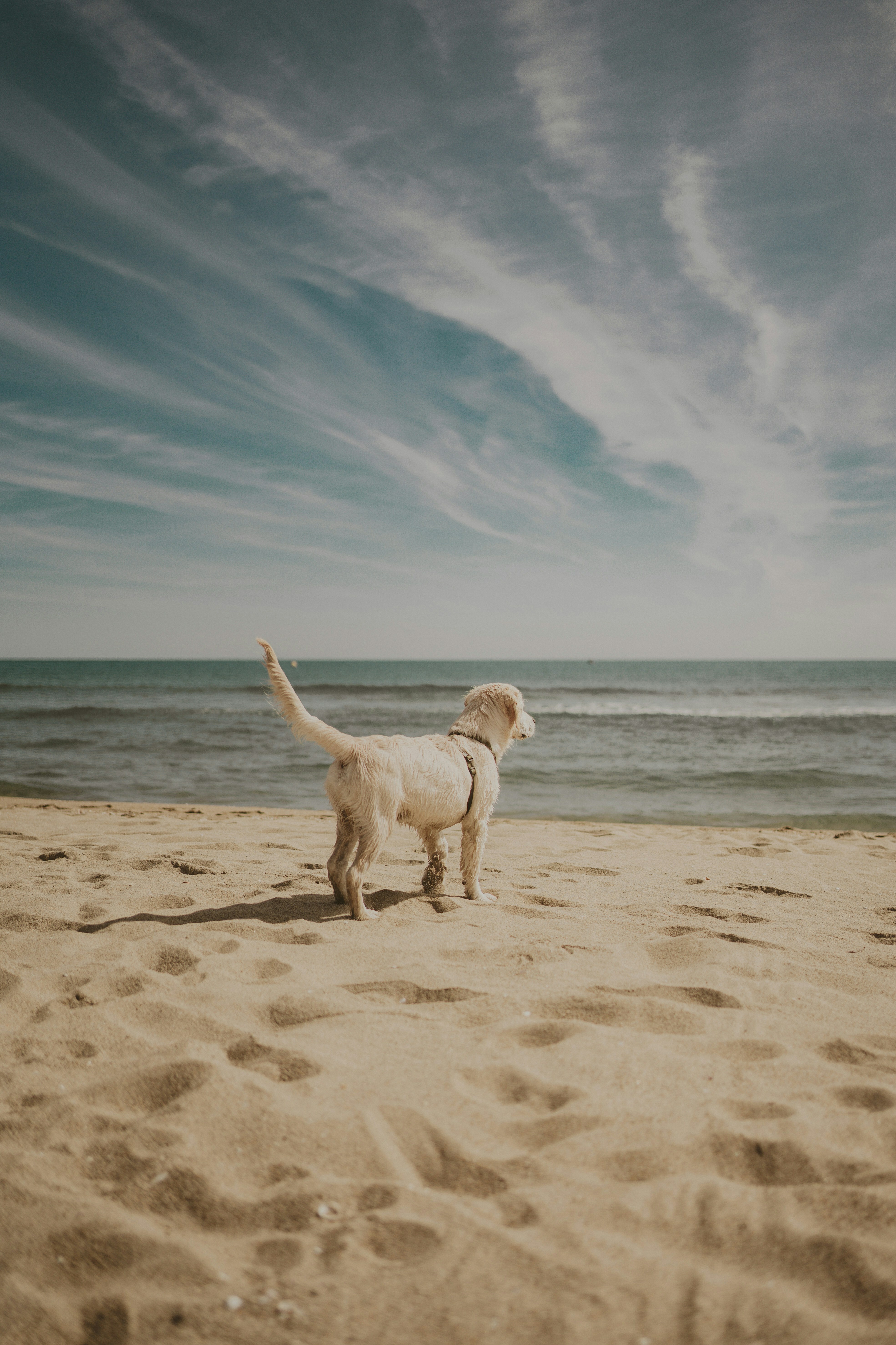 dog on dock