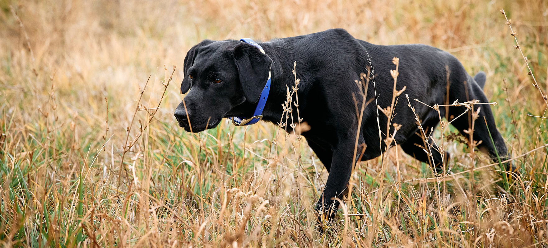 Board of Directors - American Pointing Labrador Association